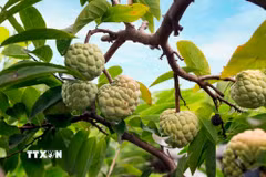 Ngọt ngào mùa na chín Bồ Lý dưới chân dãy Tam Đảo