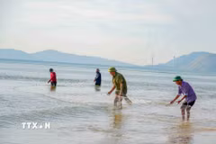 Nghề kéo lưới rùng góp phần tạo nên nét đẹp văn hóa lao động của cư dân vùng biển Hải Ninh. (Ảnh: Hữu Quyết/TTXVN)