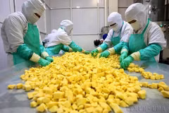 Phân loại sản phẩm xoài trước khi đóng gói ở nhà máy của Công ty cổ phần rau quả thực phẩm An Giang (ANTESCO), xã Châu Phú (tỉnh An Giang), xuất khẩu sang Australia và các thị trường Bắc Mỹ, châu Âu, châu Á. (Ảnh: Phạm Hậu/TTXVN)
