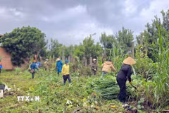 Người dân xã Biển Hồ tham gia dọn dẹp vệ sinh, thu gom cỏ dại, phế thải, góp phần phòng, chống dịch sốt xuất huyết. (Ảnh: Quang Thái/TTXVN)