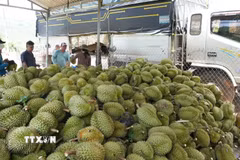 Một điểm tập kết của thương lái thu mua sầu riêng của các nhà vườn tại thôn 1, xã Đại Huoai 2, tỉnh Lâm Đồng. (Ảnh: Nguyễn Dũng/TTXVN)