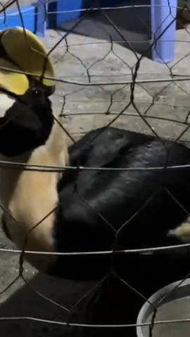 Bắt được chim lạ, nghi là Hồng hoàng quý hiếm ở Thành phố Hồ Chí Minh 