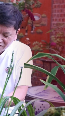 Địa Lan trong không gian Tết miền Bắc: Một tháng nở hoa, cả năm chờ đợi