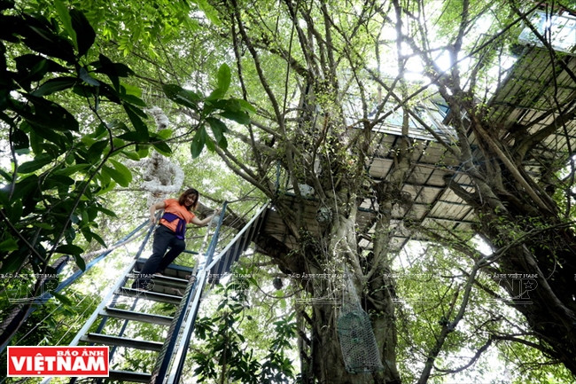 Những bậc cầu thang được thiết kế giúp du khách thuận tiện lên những ngôi nhà trên cây. (Ảnh: Tất Sơn/Báo Ảnh Việt Nam) Trải nghiệm khu nghỉ dưỡng nhà trên cây "độc nhất vô nhị" ở Hà Nội ảnh 2