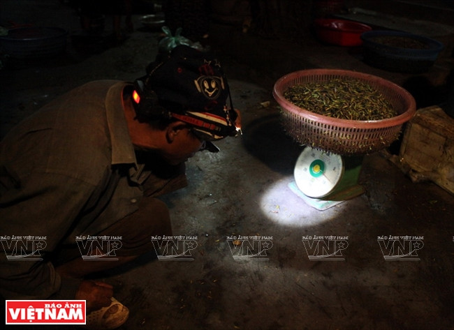Một thợ săn châu chấu cho biết mỗi tối, trung bình anh cùng người bạn “quay” được khoảng 8 - 10kg. (Ảnh: Công Đạt/Báo Ảnh Việt Nam) Cả làng đổ xô đi làm giàu nhờ nghề "săn" châu chấu kỳ lạ ảnh 11