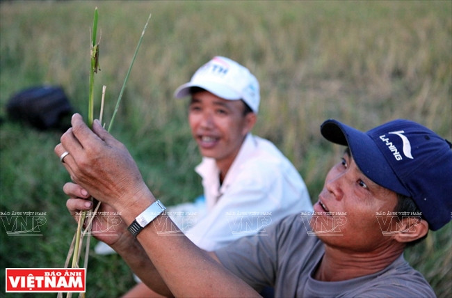 Trên tay những người thợ săn chấu ở huyện Ứng Hòa là một chú chấu cái trưởng thành, họ cho biết đi bắt chấu cũng như đi câu cá, hôm nào may mắn thì bắt được nhiều chấu cái, to, béo và bán được giá hơn chấu đực. (Ảnh: Công Đạt/Báo Ảnh Việt Nam) Cả làng đổ xô đi làm giàu nhờ nghề "săn" châu chấu kỳ lạ ảnh 4