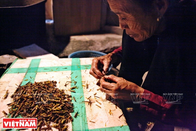 Ở xã Lê Thanh có rất nhiều người làm nghề cấu chấu thuê. Công việc của họ là vặt hết cánh của châu chấu. Trung bình một người cấu được khoảng 5-6kg châu chấu mỗi đêm, số tiền kiếm được chỉ từ 30 – 40 ngàn đồng mỗi người. (Ảnh: Công Đạt/Báo Ảnh Việt Nam) Cả làng đổ xô đi làm giàu nhờ nghề "săn" châu chấu kỳ lạ ảnh 13
