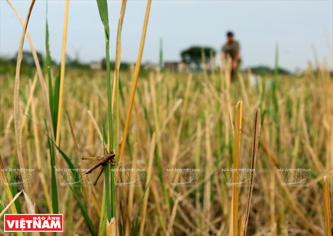 Cả làng đổ xô đi làm giàu nhờ nghề "săn" châu chấu kỳ lạ ảnh 5