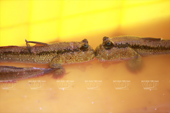 Cá thòi lòi kho tiêu - món ngon đặc sản vùng đất mũi Cà Mau ảnh 2