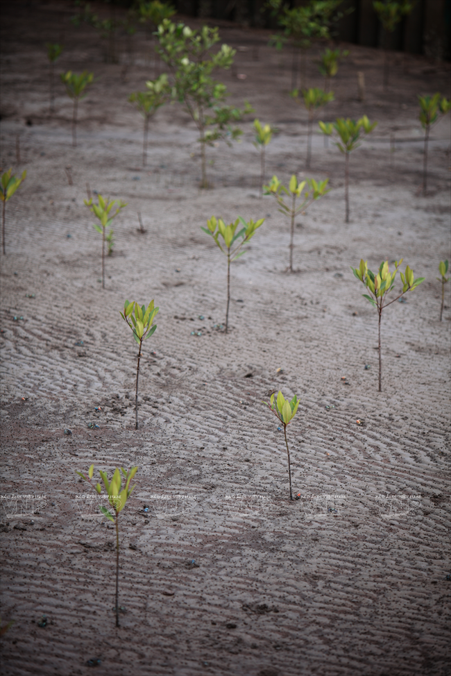 Cá thòi lòi kho tiêu - món ngon đặc sản vùng đất mũi Cà Mau ảnh 3