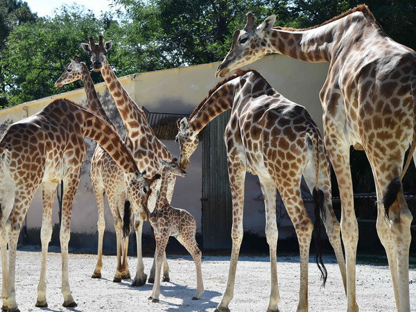 Phát hiện mới: Hươu cao cổ thuộc 4 chủng sinh vật khác nhau ảnh 1