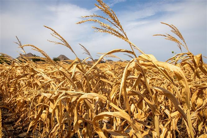 Hội nghị Ibero-American ra tuyên bố chung về an ninh lương thực ảnh 1