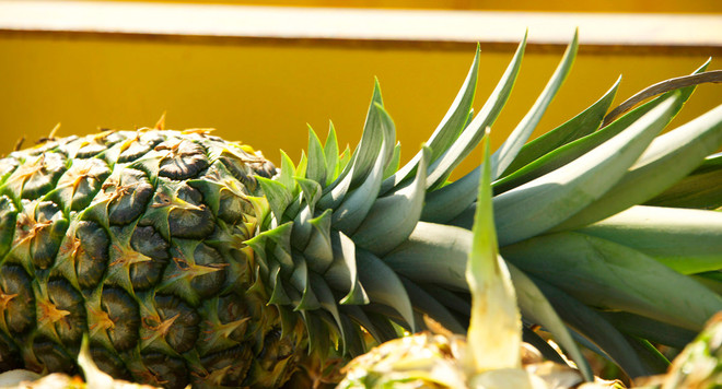 Lào Cai lập tổ công tác điều tra nguyên nhân dứa chết bất thường ảnh 1