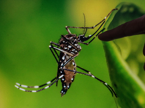 Phát hiện ca nhiễm virus Zika qua đường tình dục đầu tiên từ nữ giới ảnh 1