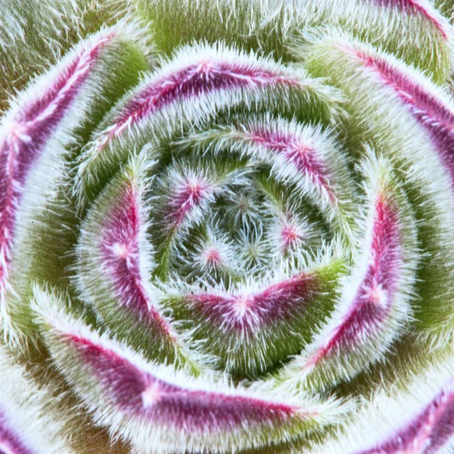 [Photo] Ngỡ ngàng những loài hoa có hình học đối xứng tự nhiên ảnh 3