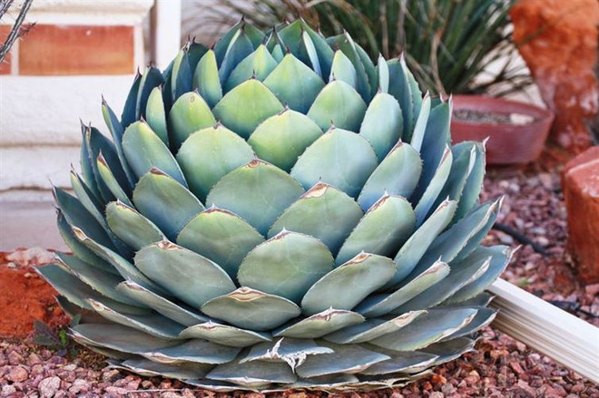 [Photo] Ngỡ ngàng những loài hoa có hình học đối xứng tự nhiên ảnh 2