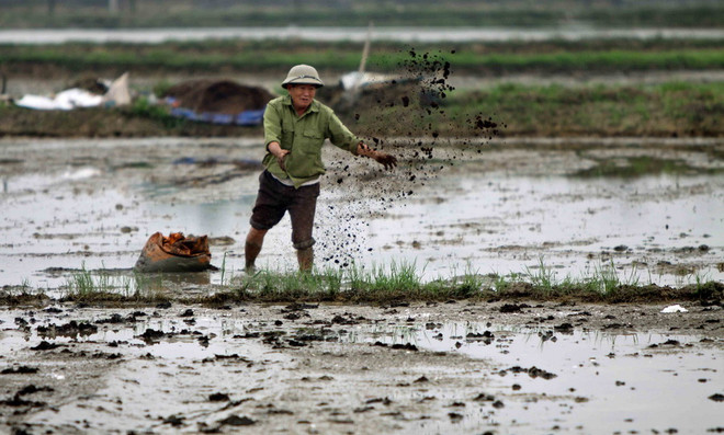 Đến chiều 8/2, gần 90% diện tích đã có nước gieo cấy vụ Đông Xuân ảnh 1