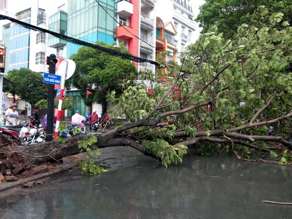 TP. Hồ Chí Minh: Mưa lớn đổ cây khiến một cô gái bị thương ảnh 1