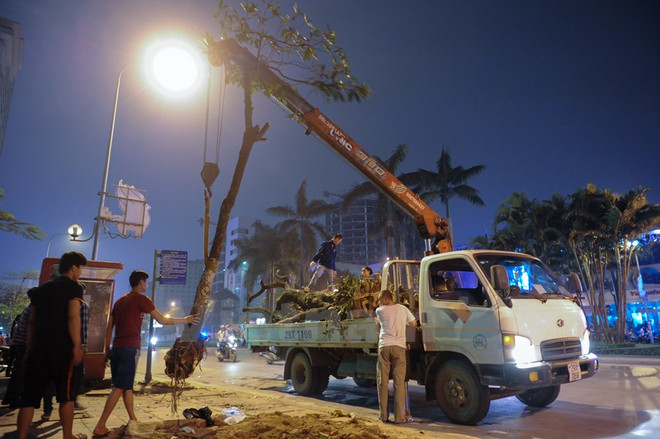Đình chỉ công tác hàng loạt cán bộ liên quan vụ chặt cây xanh ở Hà Nội ảnh 1