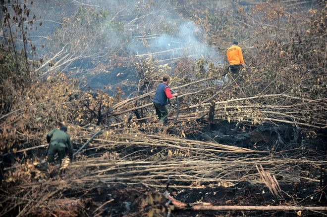 Nắng nóng khiến nguy cơ cháy rừng tăng cao tại Australia ảnh 1