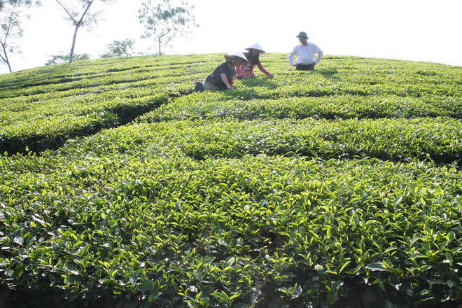 [Video] Chè Lâm Đồng xuất khẩu bị ảnh hưởng vì tin đồn thất thiệt ảnh 1