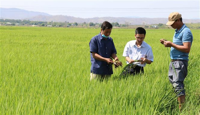 Tránh nguy cơ thiếu giống lúa cho sản xuất vụ Đông Xuân ảnh 1