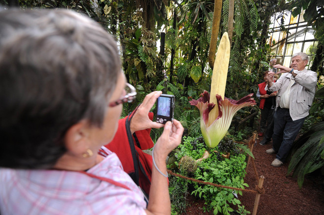 Tò mò với loài hoa chỉ nở 48 tiếng đồng hồ mỗi năm ảnh 1