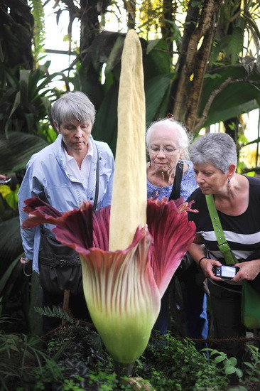 Tò mò với loài hoa chỉ nở 48 tiếng đồng hồ mỗi năm ảnh 2