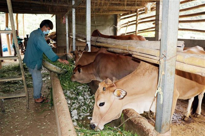 Tiềm năng đưa phụ phẩm nông nghiệp thành nguồn nguyên liệu tái tạo ảnh 3