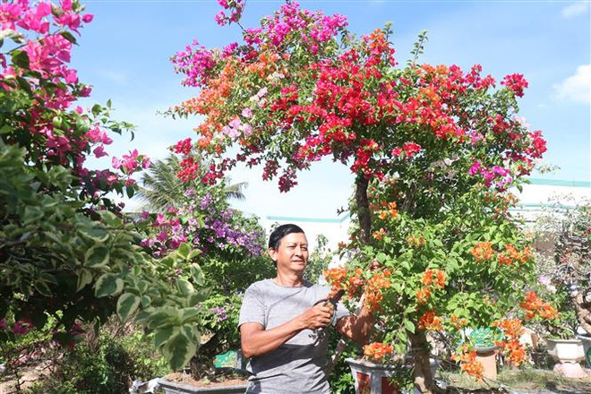 Rộn ràng "vương quốc" hoa kiểng phục vụ Tết Nguyên đán 2023 ảnh 1