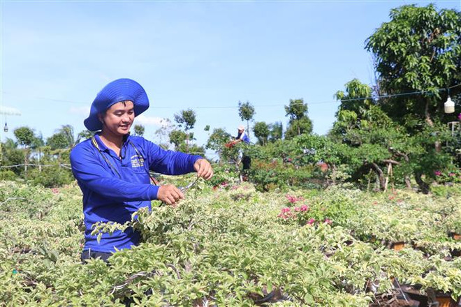 Rộn ràng "vương quốc" hoa kiểng phục vụ Tết Nguyên đán 2023 ảnh 2