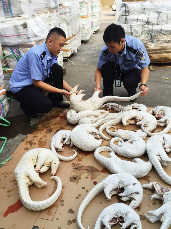 [Photo] Trung Quốc thu giữ gần 2.700 con tê tê bị buôn lậu ảnh 2
