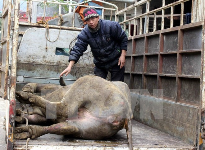 Kiến nghị ngân hàng giãn nợ cho các hộ có trâu, bò chết vì rét ảnh 1