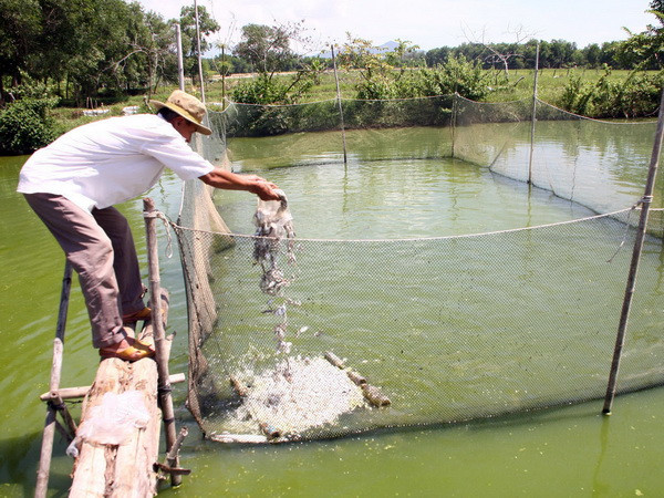 Người nuôi cá lóc thua lỗ hàng trăm triệu đồng do hạn mặn ảnh 1