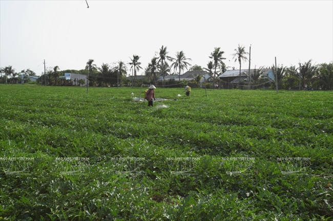[Photo] Ghé thăm bãi biển hoang sơ và dài nhất tỉnh Trà Vinh ảnh 1