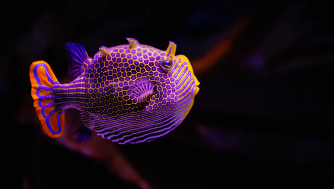 Nghiên cứu mới củng cố giả thuyết về cách động vật có đốm và hoa văn ảnh 1