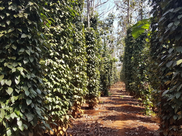 Nông dân Đồng Nai nguy cơ "trắng tay" do thời tiết thất thường ảnh 1