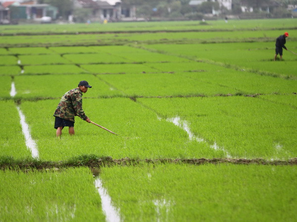 Nông dân Đồng bằng sông Cửu Long vui mừng vì lúa Đông Xuân được giá ảnh 1