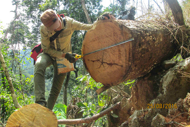 Lợi dụng nghỉ Tết, lâm tặc ráo riết vận chuyển gỗ khỏi rừng ảnh 1