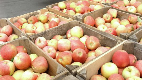 Malaysia thu hồi táo nhập khẩu từ Mỹ do nghi nhiễm khuẩn Listeria ảnh 1