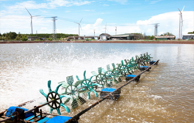 [Photo] Những đổi thay to lớn trên vùng điện gió Bạc Liêu ảnh 7