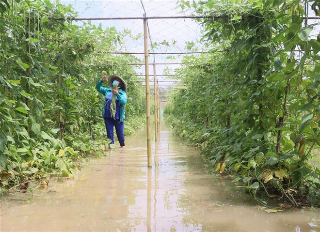 Tỉnh Bến Tre chủ động ứng phó các đợt triều cường dâng cao ảnh 1