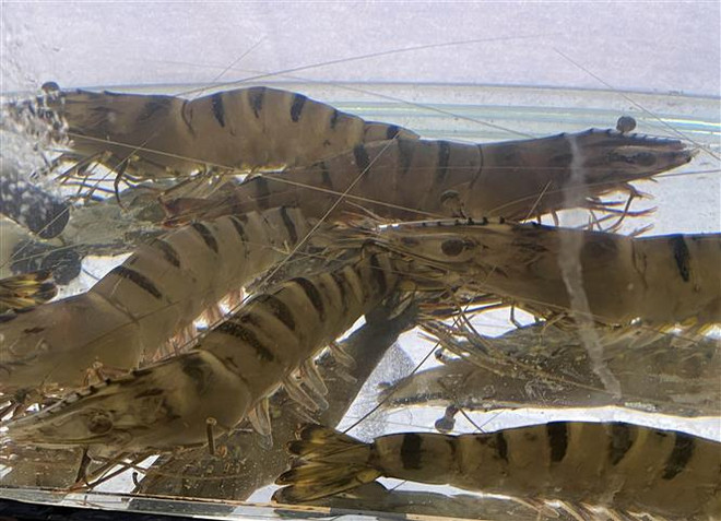 Hoa Kỳ tiếp nhận đề nghị điều tra chống trợ cấp tôm nước ấm đông lạnh ảnh 2