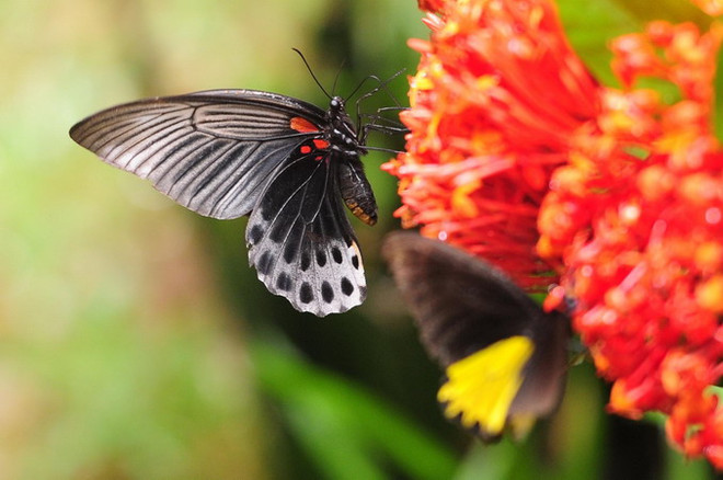 [Photo] Những chú bướm đầy màu sắc ở công viên Gita Persada ảnh 1