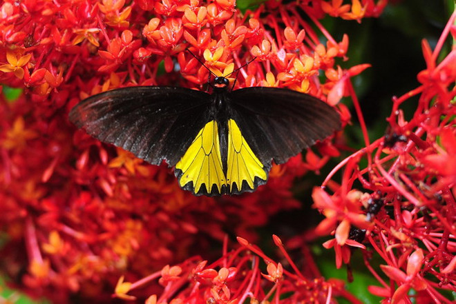 [Photo] Những chú bướm đầy màu sắc ở công viên Gita Persada ảnh 3