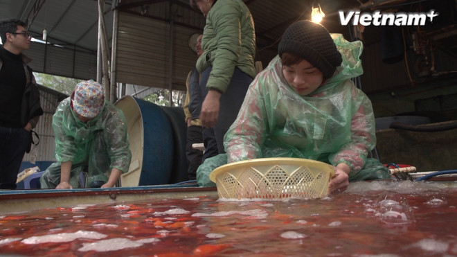 "Lỗ cả trăm triệu cũng phải bán cá vàng cho ông Công ông Táo về trời" ảnh 1