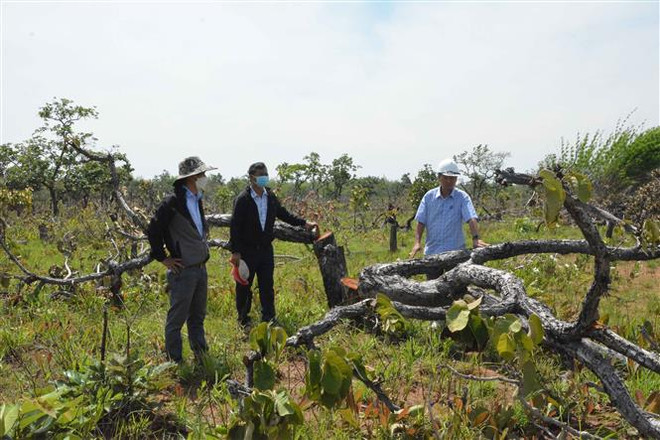 Đắk Lắk: Khởi tố vụ án phá hơn 382ha rừng tại huyện Ea Súp ảnh 1