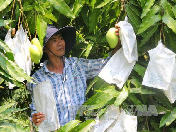 [Video] Thực hư tin đồn xoài giả tràn lan trên thị trường ảnh 1