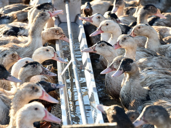 Pháp mở rộng vùng tiêu hủy gia cầm để ngăn chặn dịch cúm lây lan ảnh 1