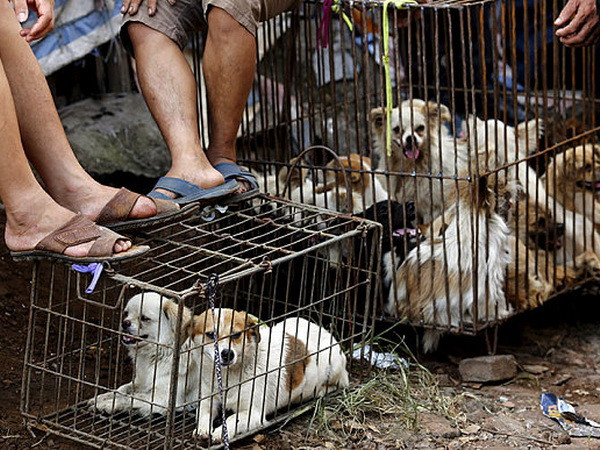 [Video] Chó, mèo bị làm thịt hàng loạt trong lễ hội tại Trung Quốc ảnh 1